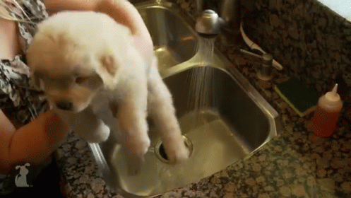 Golden Retriever Puppy Taking A Bath GIF - Cute Puppy Dog GIFs