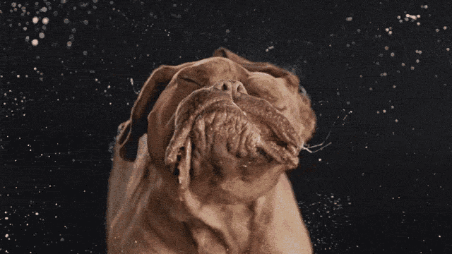 a close up of a dog 's ear with water coming out of it