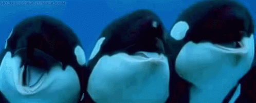 Funny Animals Killer Whales GIF - Funny Animals Killer Whales Laughing GIFs