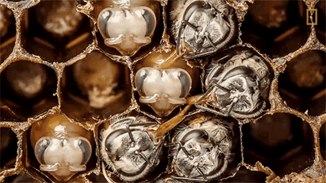 Time Lapse National Honey Bee Day GIF - Time Lapse National Honey Bee Day Amazing Time Lapse GIFs