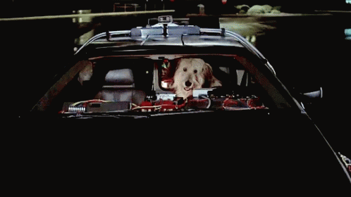 Back To The Future Dog GIF - Back To The Future Dog Car GIFs