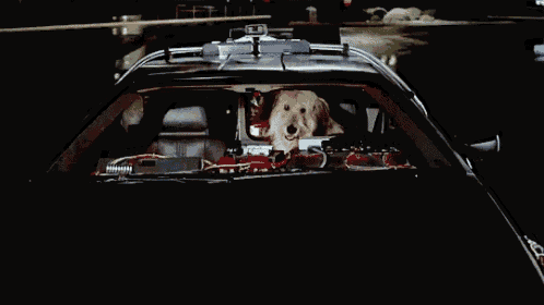 a dog is sitting in the back seat of a car looking out the windshield