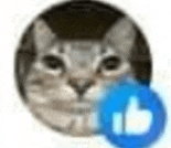 a close up of a cat 's face with a thumbs up sign in the background .