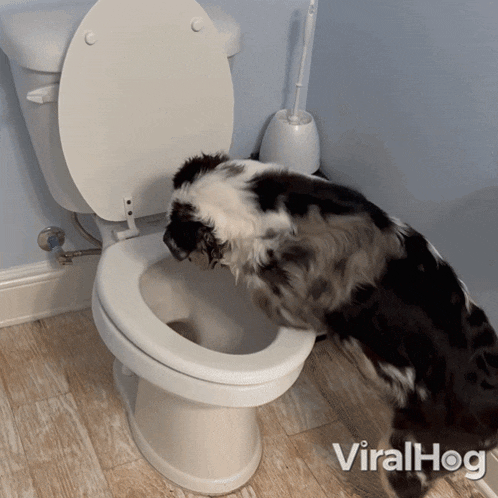 Playing With The Toilet Dog GIF - Playing With The Toilet Dog Viralhog GIFs