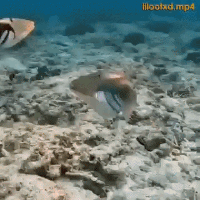 Fishy Kissing GIF