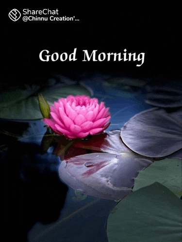 a pink flower is floating on a lily pad and says good morning on the bottom