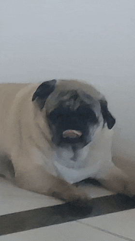a pug dog is laying on the floor with its tongue out .