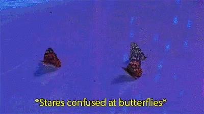 Drag Race Confused GIF - Drag Race Confused Butterflies GIFs
