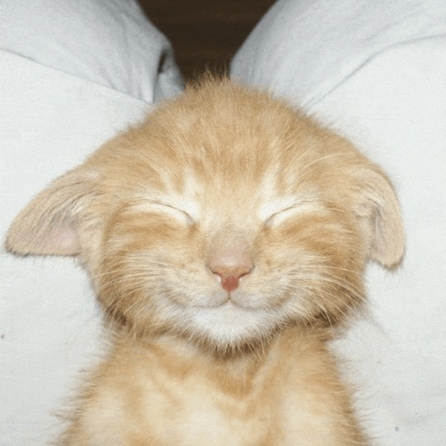 a kitten with its eyes closed is being held by someone