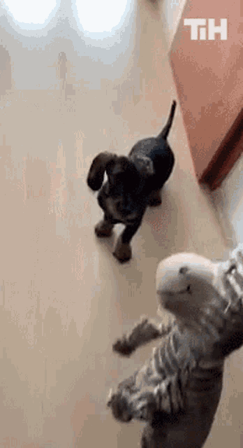 Dog Jump This Is Happening GIF - Dog Jump This Is Happening Catch GIFs