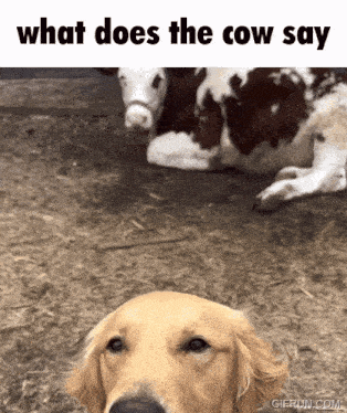 a picture of a dog with the words what does the cow say on the bottom
