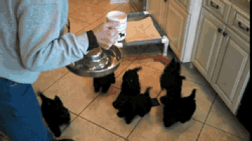 a person is feeding a group of black puppies from a bowl