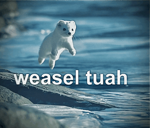 a weasel is jumping over a body of water with the words weasel tuah below it