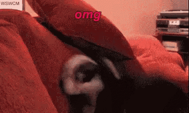 a dog is laying on a bed with a red pillow and the word omg is visible in pink .