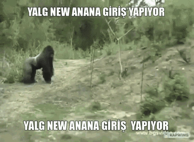 Yalg Gorilla GIF - Yalg Gorilla Zoo GIFs