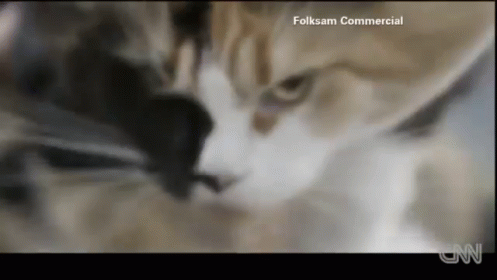 I Believe I Can Fly GIF - Skydivingcats Lolcats Audio GIFs