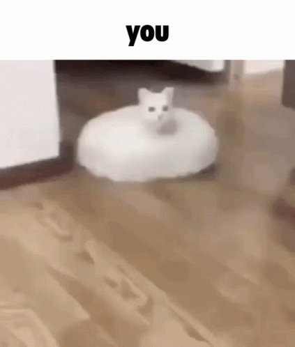Kuropotat Cat Roomba GIF - Kuropotat Kuro Cat Roomba GIFs