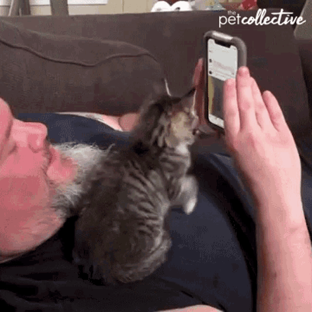 Scroll The Pet Collective GIF - Scroll The Pet Collective Playing Phone GIFs