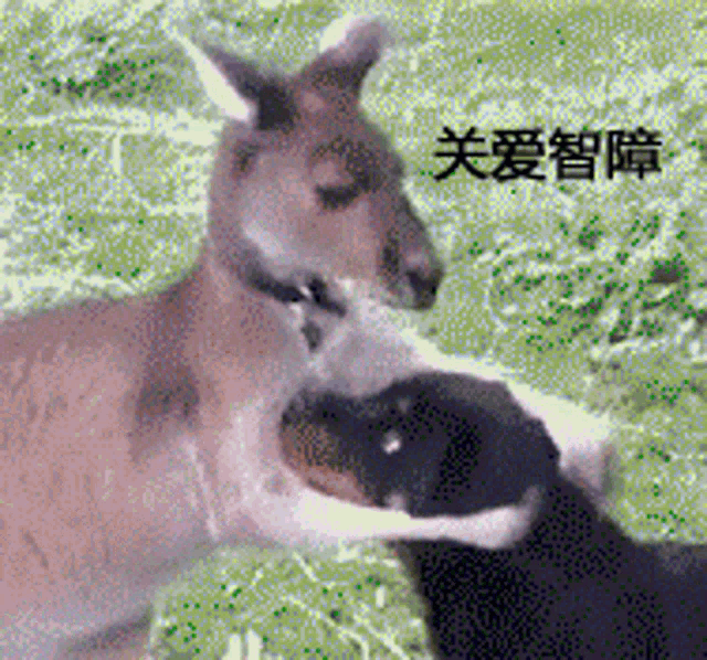 a kangaroo and a dog are playing with each other in a field