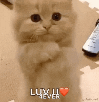 a cat is sitting on a table with a remote control and a heart .