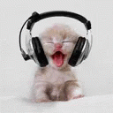 Kitty Headphones GIF - Kitty Headphones Head Bop GIFs