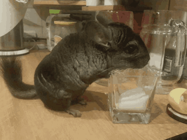 a chinchilla sits next to a glass of milk on a table