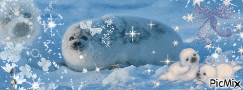 a picture of seals in the snow with picmix written on the bottom right