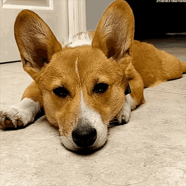 a brown and white dog laying on a tile floor with the next thing written on the bottom