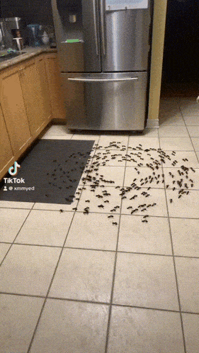 a kitchen with a lot of bugs on the floor and a tiktok video