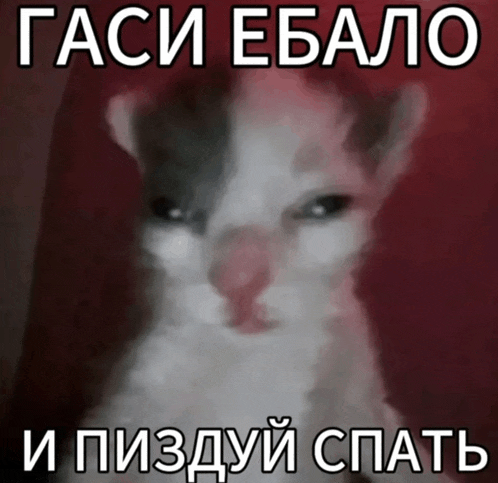 a picture of a cat with a caption that says ' tasi ebano '