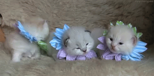Kittens Flowers GIF - Kittens Flowers Cute GIFs