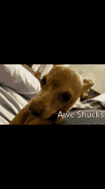 a small brown dog is laying on a bed with the words awe shucks written on the bottom