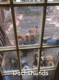 a group of dachshunds looking out a window