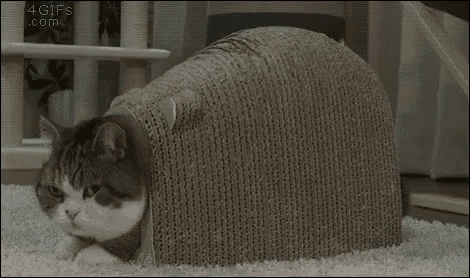 a cat is playing with a cardboard box and scratching it .