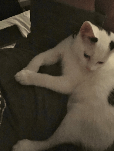 a black and white cat is laying on a black couch