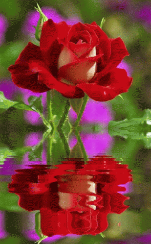 Flower Rose GIF - Flower Rose Reflection GIFs