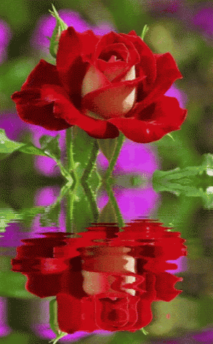 a red rose is reflected in the water with a purple background