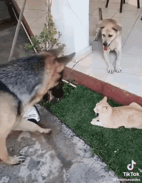 a dog and a cat are playing with each other in a yard .