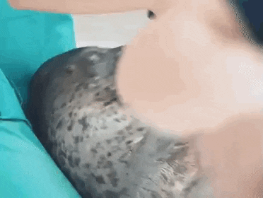 a seal is laying on a person 's lap and being petted .