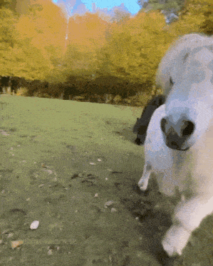 a white horse is running in a field with trees in the background and the word learn is on the bottom right corner