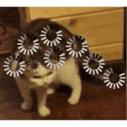 a cat with a bunch of circles around it 's head