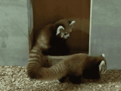 Red Panda GIF - Red Panda Animal Pounce GIFs