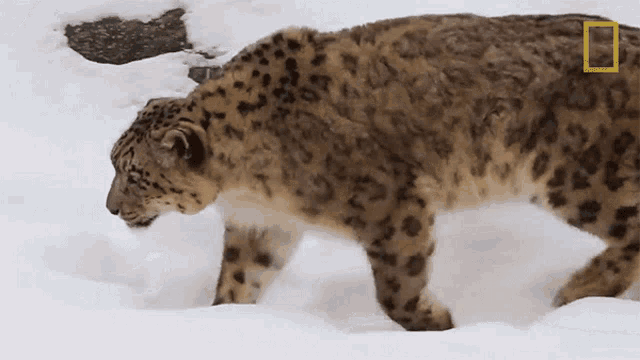Walking Around Snow Leopards101 GIF - Walking Around Snow Leopards101 Long Day At The Office GIFs