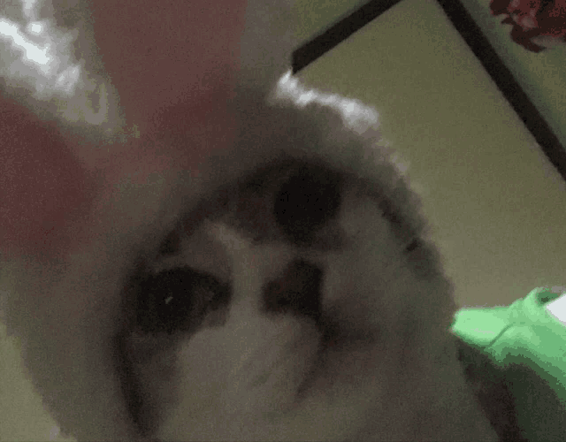 a cat wearing a santa hat and a green shirt
