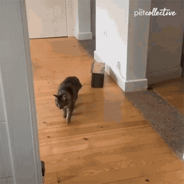 For You The Pet Collective GIF - For You The Pet Collective Toilet Paper GIFs