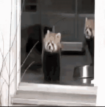 a couple of red pandas standing next to each other in front of a window .
