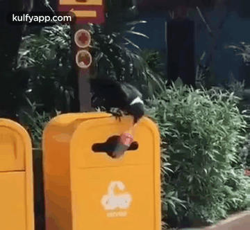 Social Message By Crow.Gif GIF - Social Message By Crow Crow Help GIFs