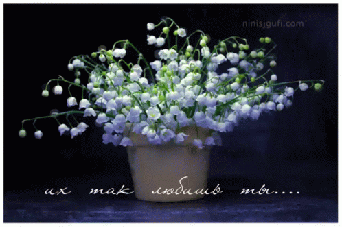 ландыши Lily Of The Valley GIF - ландыши Lily Of The Valley Flowers GIFs
