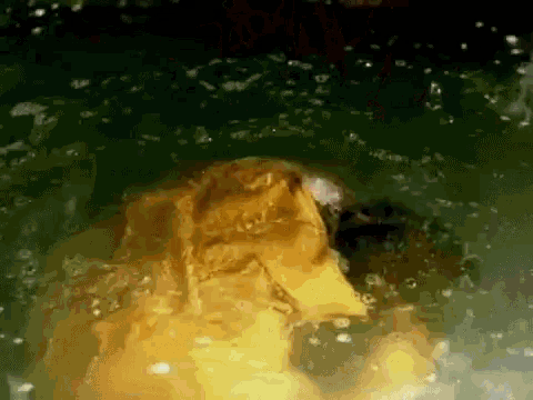 Dripping Soaked GIF - Dripping Soaked Drenched GIFs