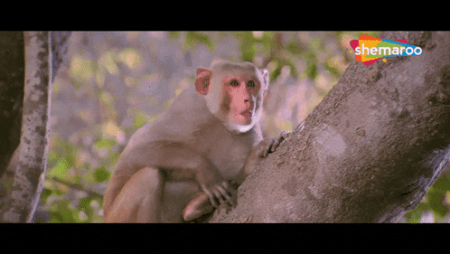 a monkey is sitting in a tree with a sherpao logo on the bottom